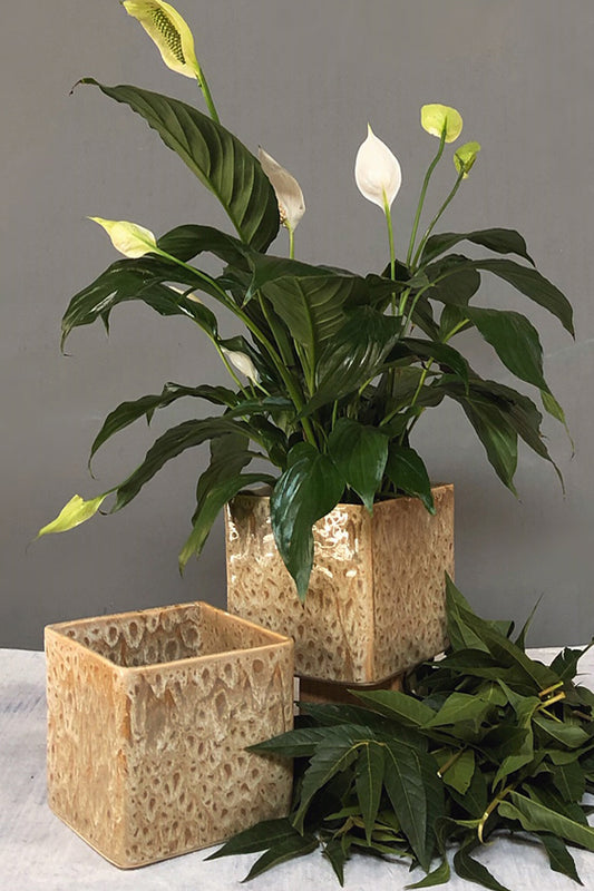 Other Square Vases