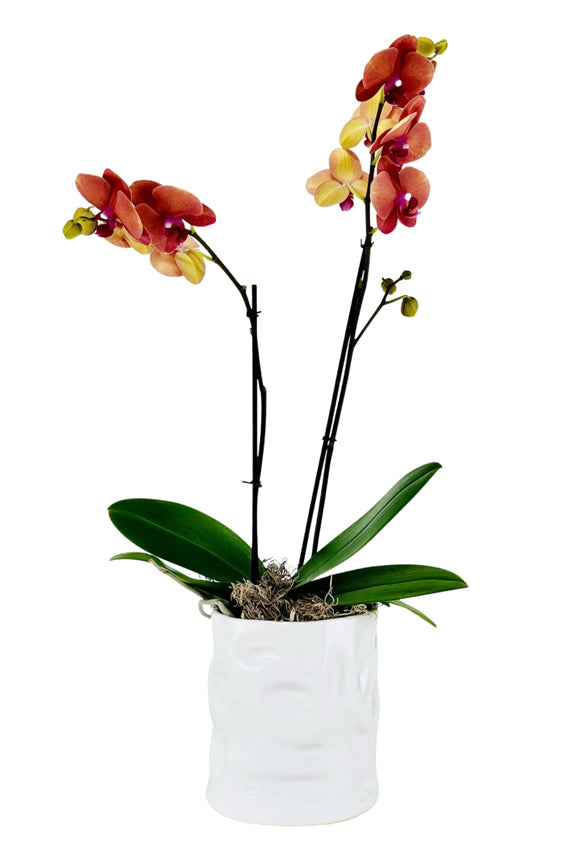 Other Cylinder Vases