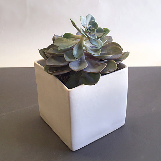 Other Square Vases